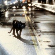 Cat People - galeria zdjęć - filmweb