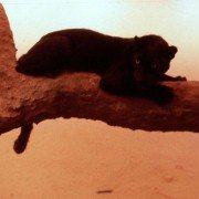 Cat People - galeria zdjęć - filmweb