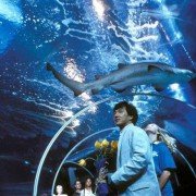 Jing cha gu shi IV: Jian dan ren wu - galeria zdjęć - filmweb