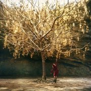 Pinocchio - galeria zdjęć - filmweb