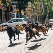 Fehér isten - galeria zdjęć - filmweb