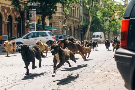 Biały Bóg - galeria zdjęć - filmweb