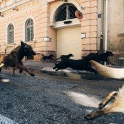 Biały Bóg - galeria zdjęć - filmweb