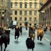 Biały Bóg - galeria zdjęć - filmweb