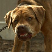 Fehér isten - galeria zdjęć - filmweb