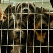 Fehér isten - galeria zdjęć - filmweb