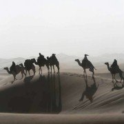 Queen of the Desert - galeria zdjęć - filmweb