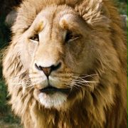 The Chronicles of Narnia: The Lion, the Witch and the Wardrobe - galeria zdjęć - filmweb