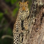 Living with Leopards - galeria zdjęć - filmweb