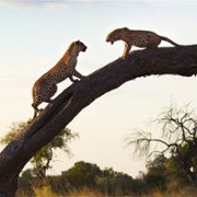 Living with Leopards - galeria zdjęć - filmweb