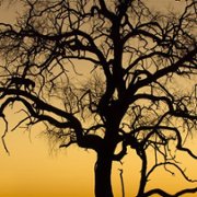 Living with Leopards - galeria zdjęć - filmweb