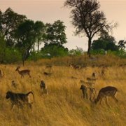Living with Leopards - galeria zdjęć - filmweb