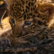 Living with Leopards - galeria zdjęć - filmweb