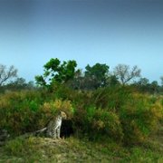 Living with Leopards - galeria zdjęć - filmweb