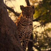 Living with Leopards - galeria zdjęć - filmweb