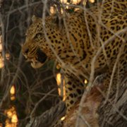 Living with Leopards - galeria zdjęć - filmweb