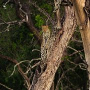 Living with Leopards - galeria zdjęć - filmweb