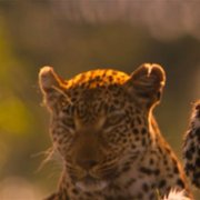 Living with Leopards - galeria zdjęć - filmweb