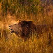 Living with Leopards - galeria zdjęć - filmweb