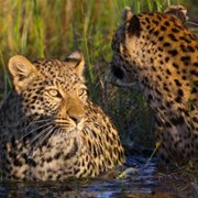 Living with Leopards - galeria zdjęć - filmweb