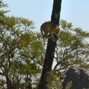 Living with Leopards - galeria zdjęć - filmweb