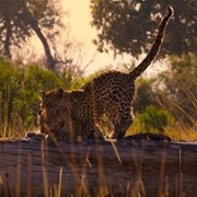 Living with Leopards - galeria zdjęć - filmweb