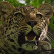 Living with Leopards - galeria zdjęć - filmweb
