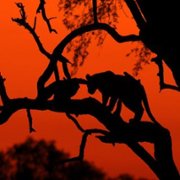 Living with Leopards - galeria zdjęć - filmweb