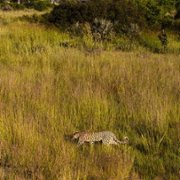 Living with Leopards - galeria zdjęć - filmweb
