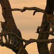 Living with Leopards - galeria zdjęć - filmweb
