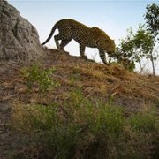 Living with Leopards - galeria zdjęć - filmweb