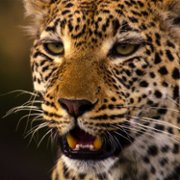 Living with Leopards - galeria zdjęć - filmweb