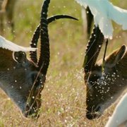 Living with Leopards - galeria zdjęć - filmweb