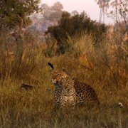 Living with Leopards - galeria zdjęć - filmweb