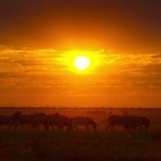 Living with Leopards - galeria zdjęć - filmweb