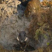 Living with Leopards - galeria zdjęć - filmweb