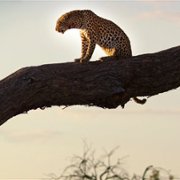 Living with Leopards - galeria zdjęć - filmweb