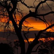 Living with Leopards - galeria zdjęć - filmweb