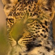 Living with Leopards - galeria zdjęć - filmweb