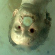 Performer - galeria zdjęć - filmweb