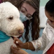 Pop Goes the Vet with Dr. Joya - galeria zdjęć - filmweb