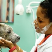Dr Joya: Zwierzęcy dermatolog - galeria zdjęć - filmweb