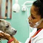 Dr Joya: Zwierzęcy dermatolog - galeria zdjęć - filmweb