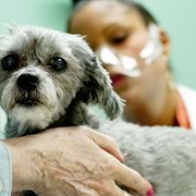 Dr Joya: Zwierzęcy dermatolog - galeria zdjęć - filmweb