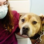 Pop Goes the Vet with Dr. Joya - galeria zdjęć - filmweb