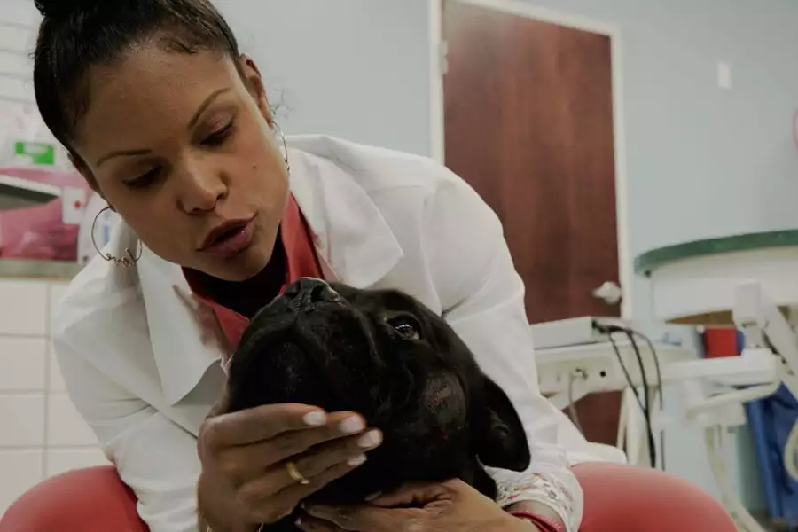 Dr Joya: Zwierzęcy dermatolog - galeria zdjęć - filmweb