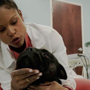 Pop Goes the Vet with Dr. Joya - galeria zdjęć - filmweb