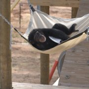Meet the Chimps - galeria zdjęć - filmweb