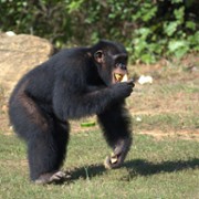 W świecie szympansów - galeria zdjęć - filmweb