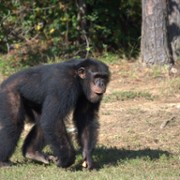 W świecie szympansów - galeria zdjęć - filmweb